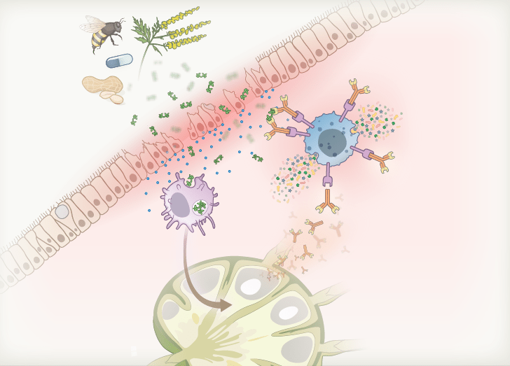 Allergy and Asthma: Immunological Principles and Therapeutics Course Illustration