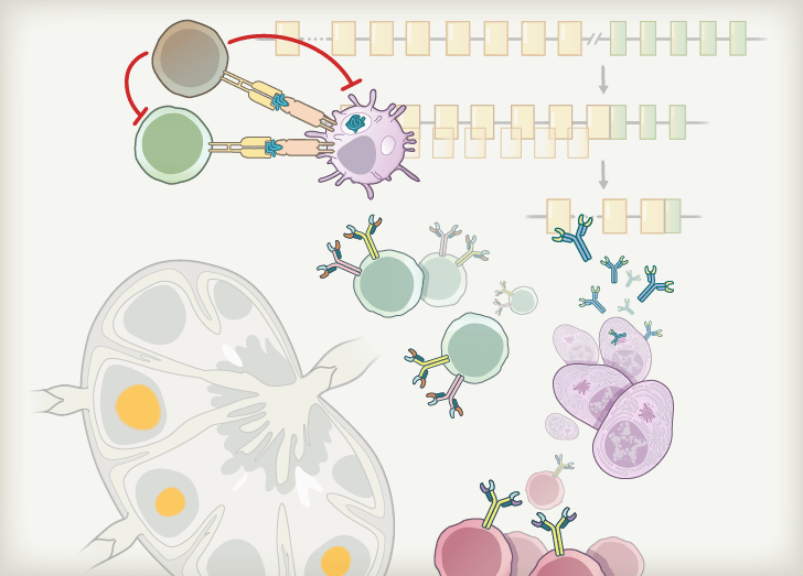Immune Tolerance Course Illustration