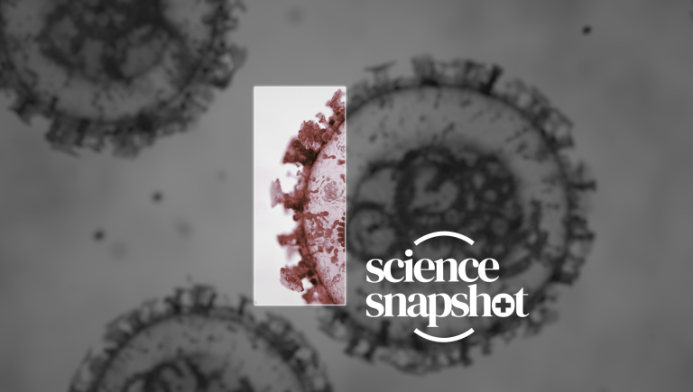 Science Snapshot hantavirus