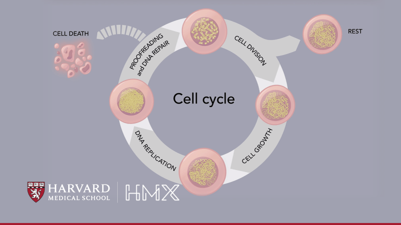 This is a still image from the course showing the cell cycle.